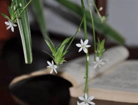 吊蘭開花|吊蘭怎麼養才能經常開花呢？